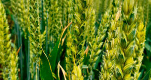 Озимая пшеница сорт Безостая 100