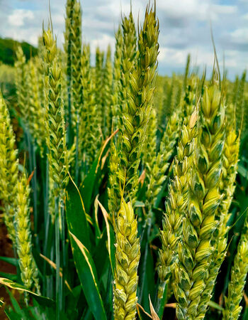 Озимая пшеница сорт Безостая 100 - НПХ Кореновское