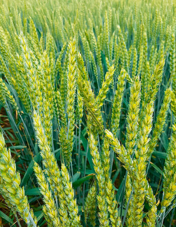 Озимая пшеница сорт Степь - НПХ Кореновское